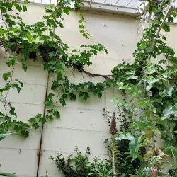 Botanic Gardens - Belfast