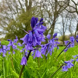 Botanic Gardens - Belfast