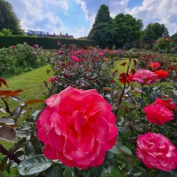 Botanic Gardens - Belfast