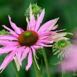 Botanic Gardens - Belfast