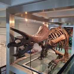 Ulster Museum - Belfast