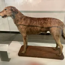 Ulster Museum - Belfast