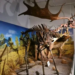 Ulster Museum - Belfast