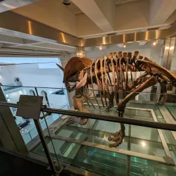 Ulster Museum - Belfast