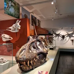 Ulster Museum - Belfast