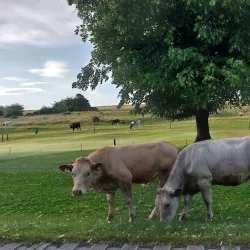 Beverley Westwood - Beverley