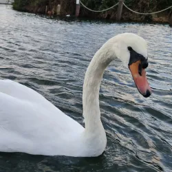 Egerton Park - Bexhill