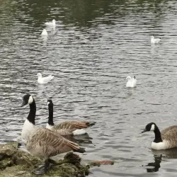 Danson Park - Bexley