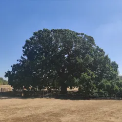 Danson Park - Bexley