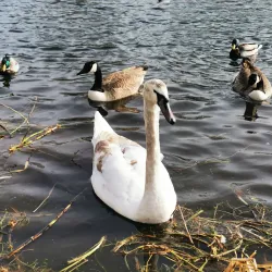 Foots Cray Meadows - Bexley