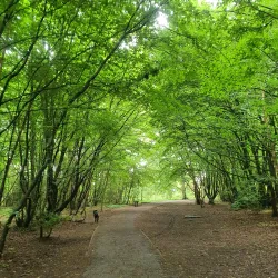 Norsey Wood Nature Reserve - Billericay