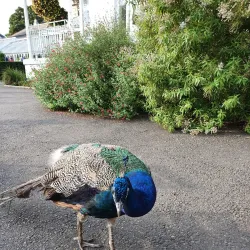 Birmingham Botanical Gardens - Birmingham