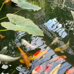 Birmingham Botanical Gardens - Birmingham