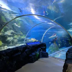 National SEA LIFE Centre Birmingham - Birmingham