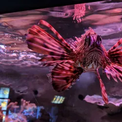 National SEA LIFE Centre Birmingham - Birmingham