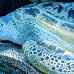National SEA LIFE Centre Birmingham - Birmingham