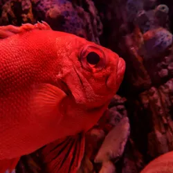 National SEA LIFE Centre Birmingham - Birmingham