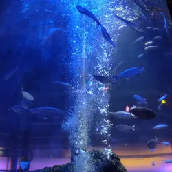 National SEA LIFE Centre Birmingham - Birmingham