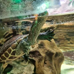 National SEA LIFE Centre Birmingham - Birmingham