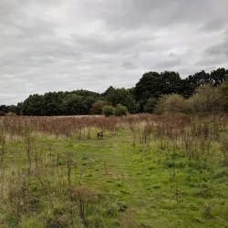 Thorley Wash Nature Reserve - Bishops Stortford