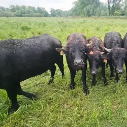 Thorley Wash Nature Reserve - Bishops Stortford