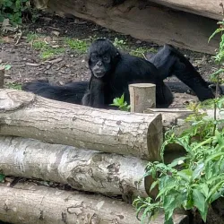 Blackpool Zoo - Blackpool