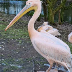 Blackpool Zoo - Blackpool