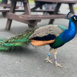 Blackpool Zoo - Blackpool