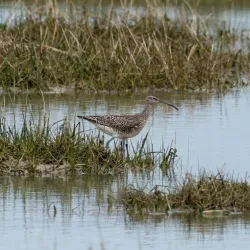 Pagham Harbour Nature Reserve - Bognor Regis