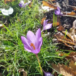 Farnworth Park - Bolton