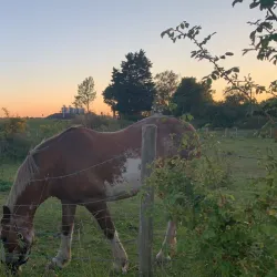 Pilgrim Fathers Memorial - Boston