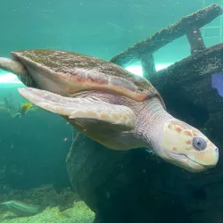 Oceanarium Bournemouth - Bournemouth