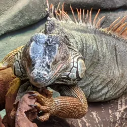 Oceanarium Bournemouth - Bournemouth