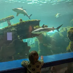 Oceanarium Bournemouth - Bournemouth