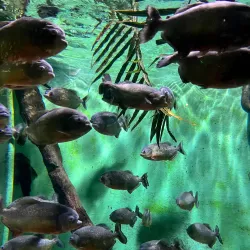 Oceanarium Bournemouth - Bournemouth