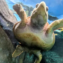 Oceanarium Bournemouth - Bournemouth