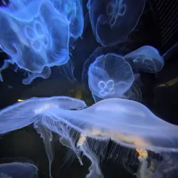 Oceanarium Bournemouth - Bournemouth