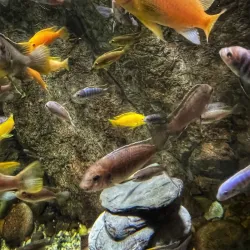 Oceanarium Bournemouth - Bournemouth