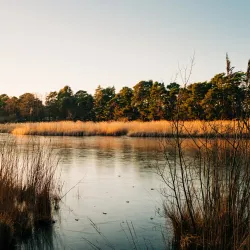 Englemere Pond - Bracknell