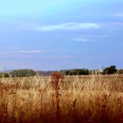 Bocking Windmill - Braintree