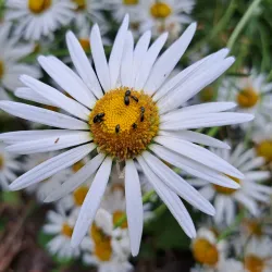 Braintree and Bocking Public Gardens - Braintree