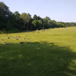 Weald Country Park - Brentwood