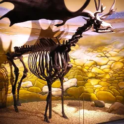 Bristol Museum & Art Gallery - Bristol