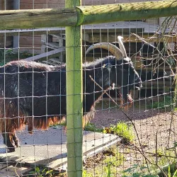 Bristol Zoo Gardens - Bristol