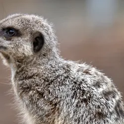 Bristol Zoo Gardens - Bristol