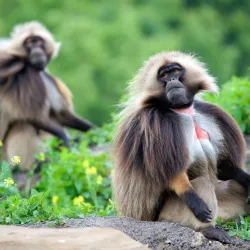 Bristol Zoo Gardens - Bristol