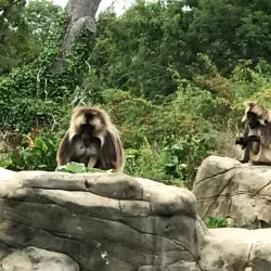 Bristol Zoo Gardens - Bristol