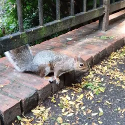 Church House Gardens - Bromley