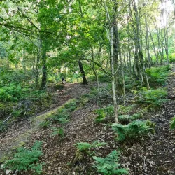 Lickey Hills Country Park - Bromsgrove