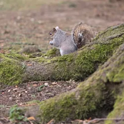 Thompson Park - Burnley